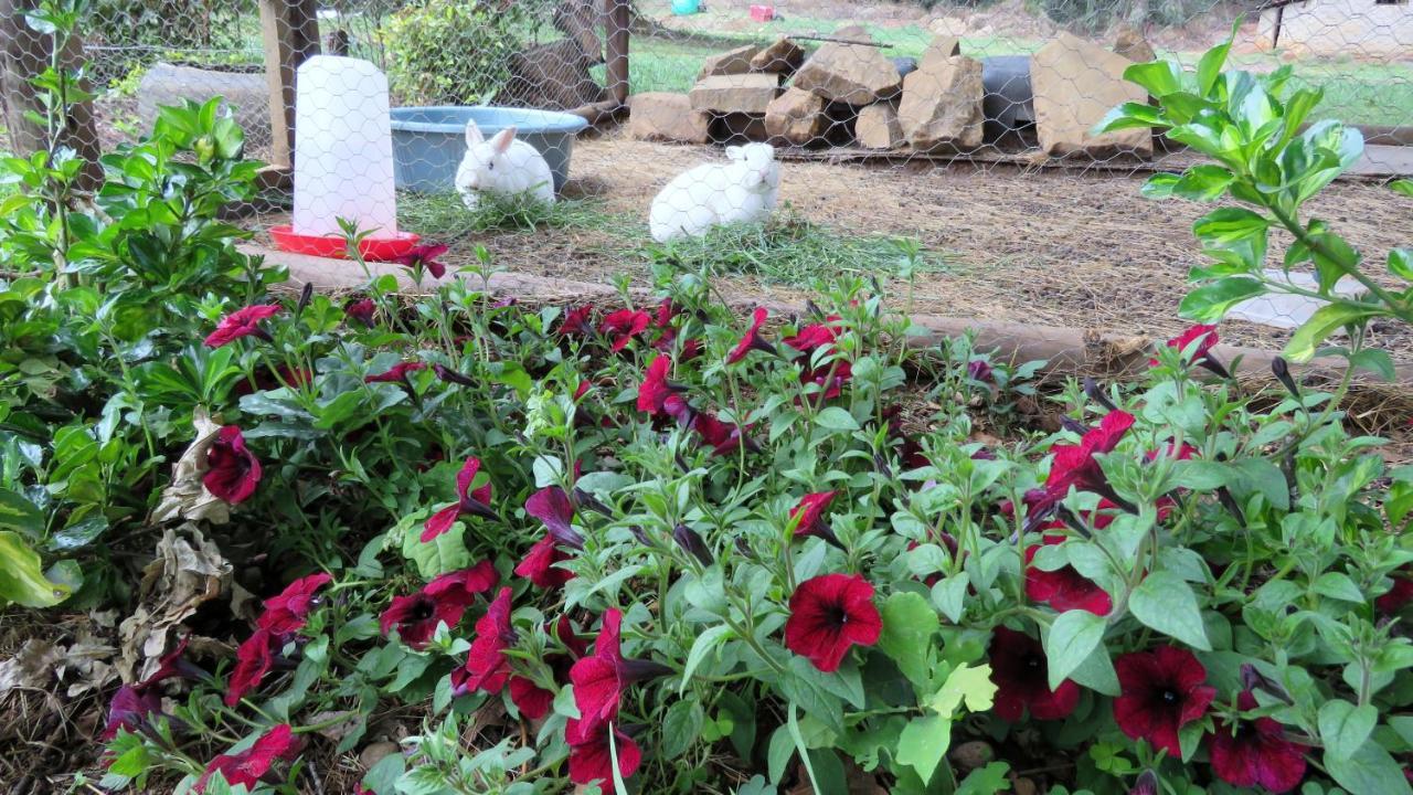 Old Inchgarth Farmstay Himeville Dış mekan fotoğraf
